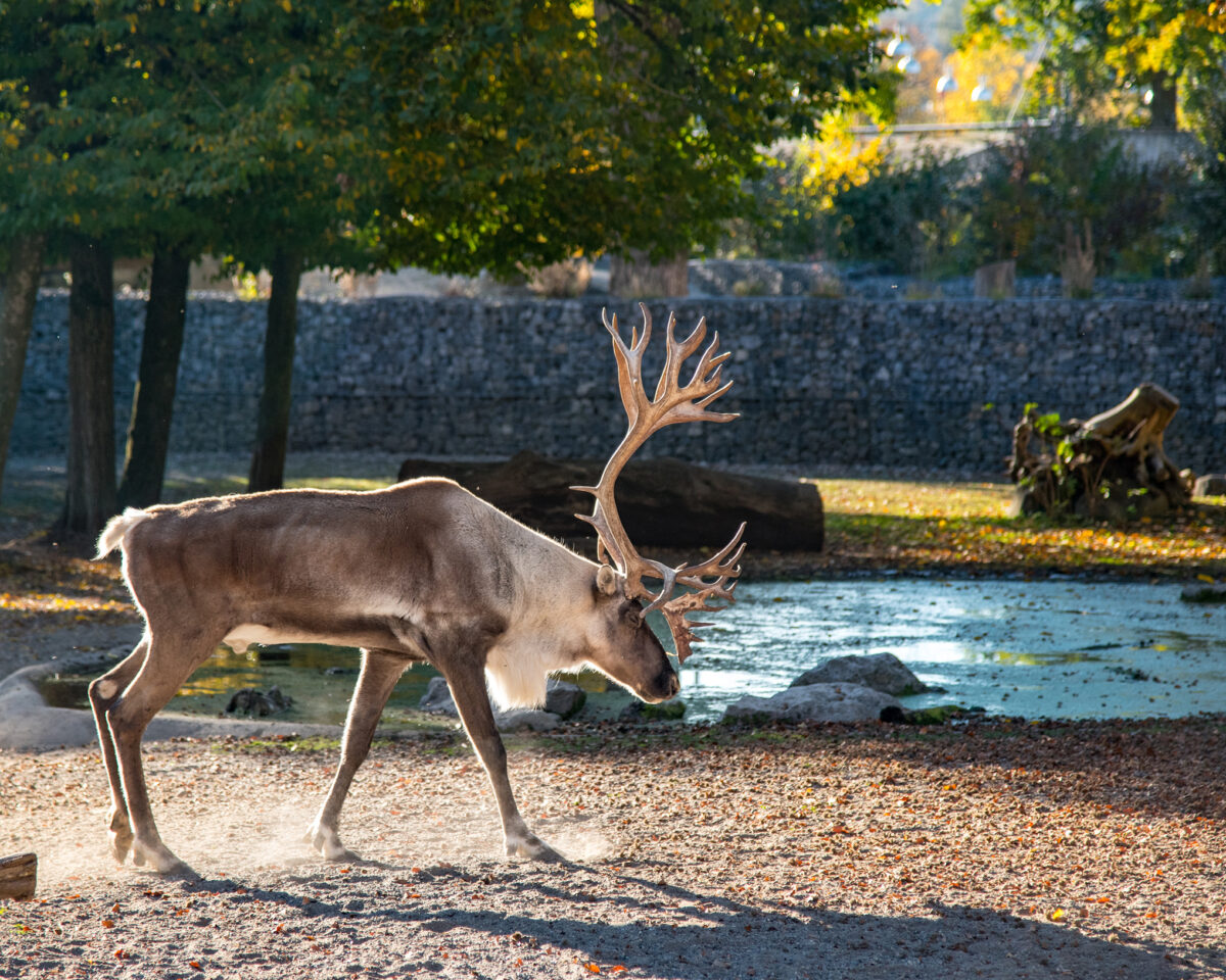 2023 12 24 Weihnachten für Alle Rentierstier Foto Slezak 4827