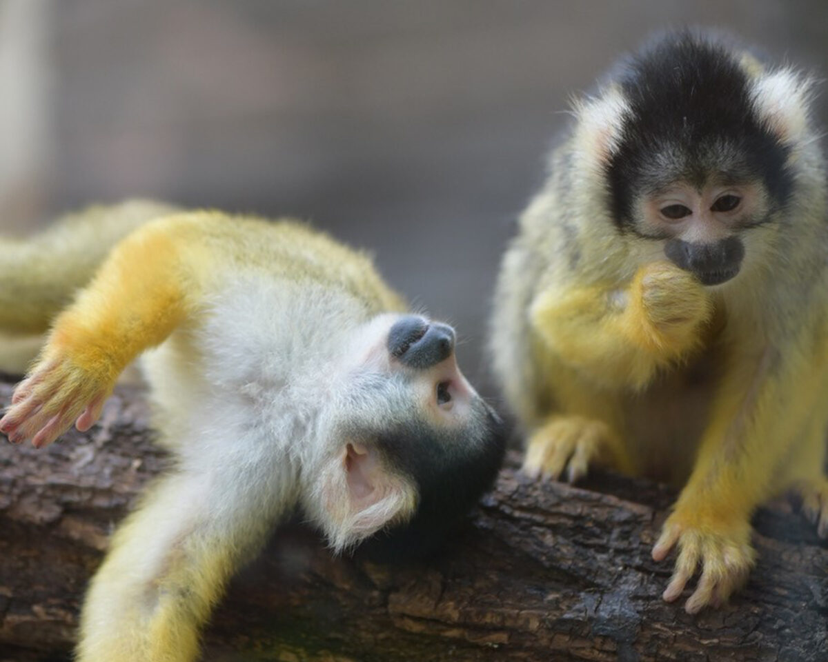Bernachten im Dählhölzli Saimirs spielen quadratisch