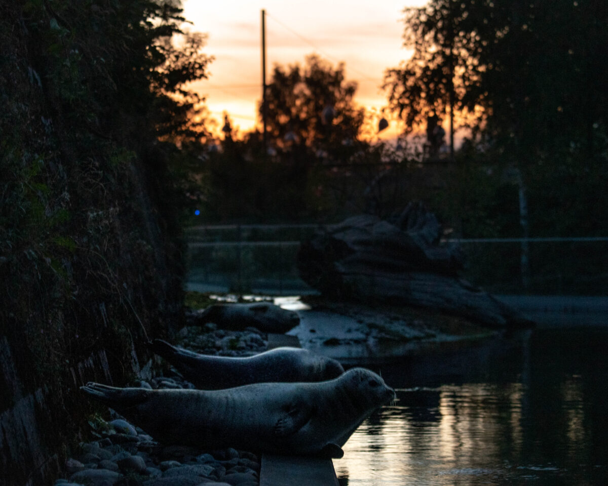 Abendführung Vollmond früh Foto Slezak 9598