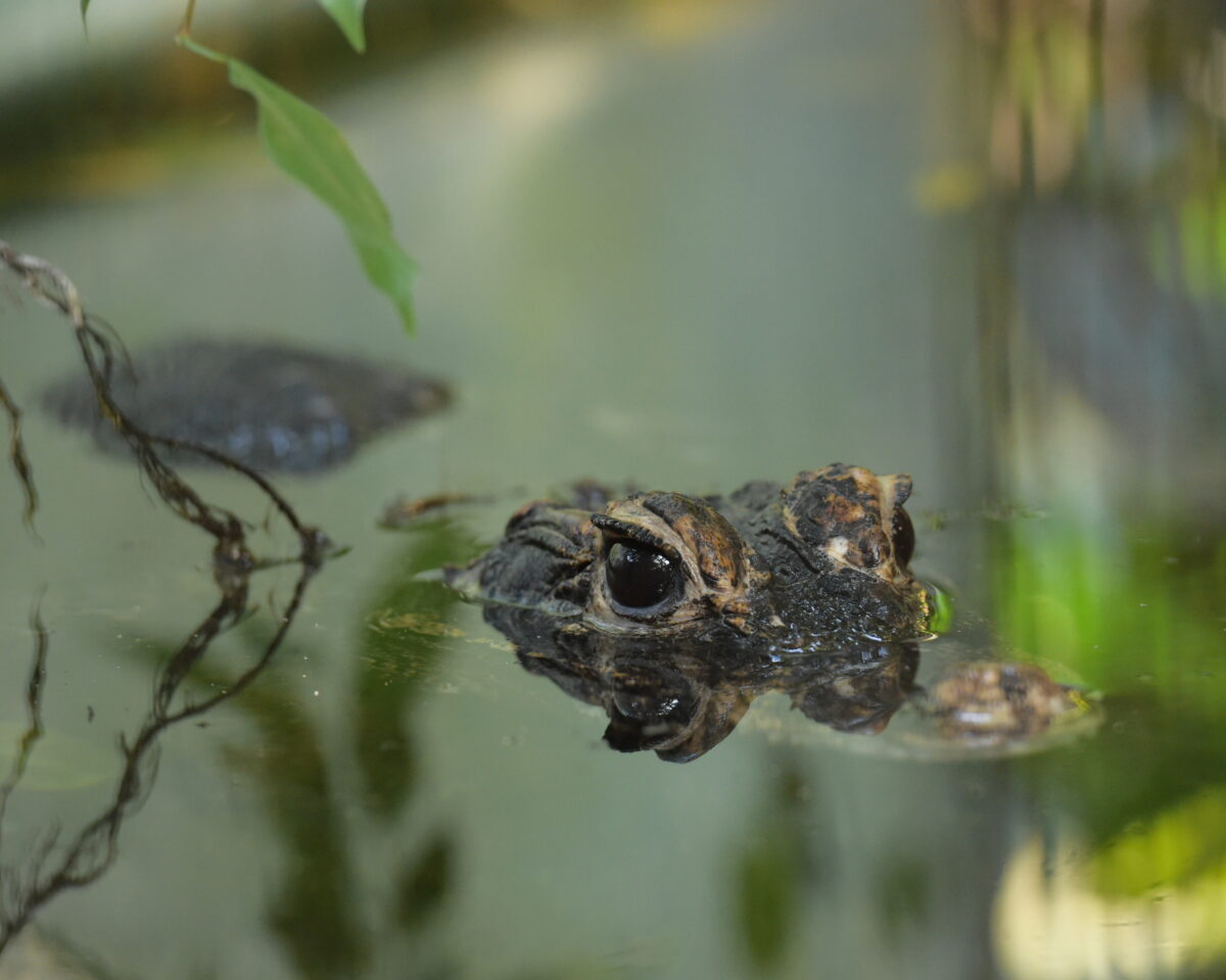 Durch den Dschungel Stumpfkrokodil D4 S 1042