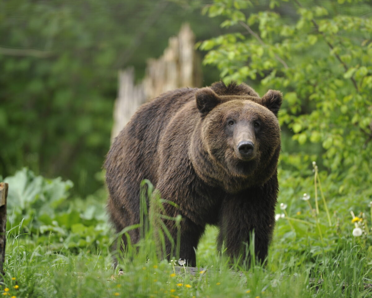 Abendführung Sommerferien BS96475