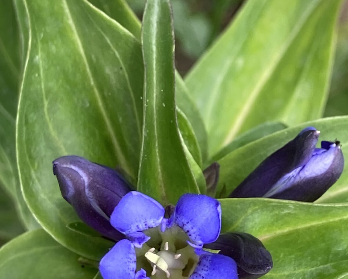 Gentiana cruciata wild blühend 2