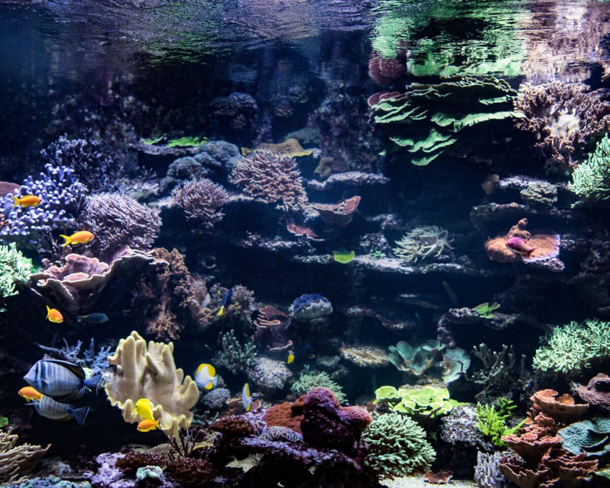 Aquarienwelt im Dählhölzli Riff von Bern 7589