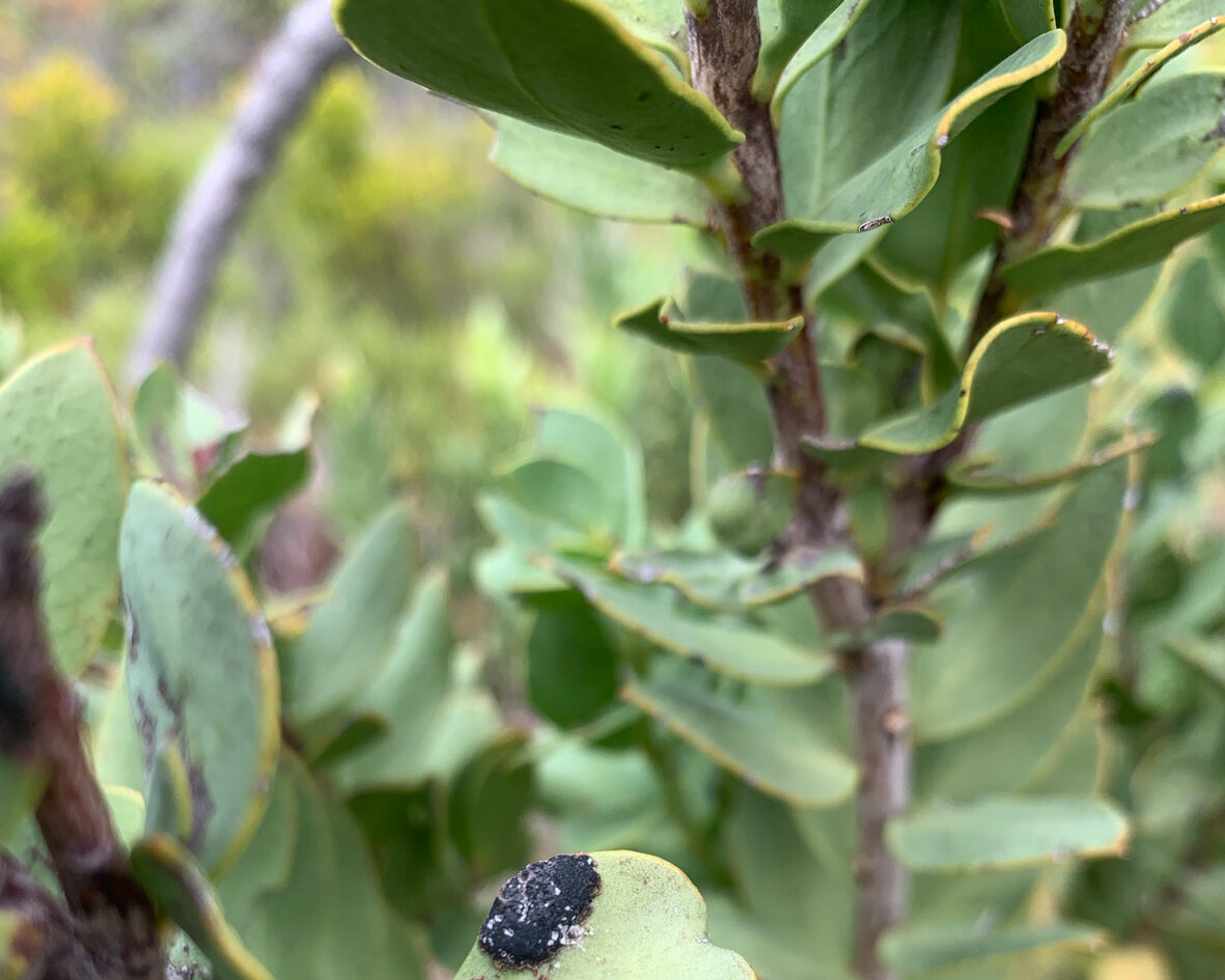 Jeanne Nicolas Pilze