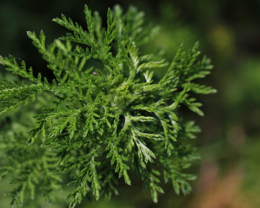 Artemisia annua