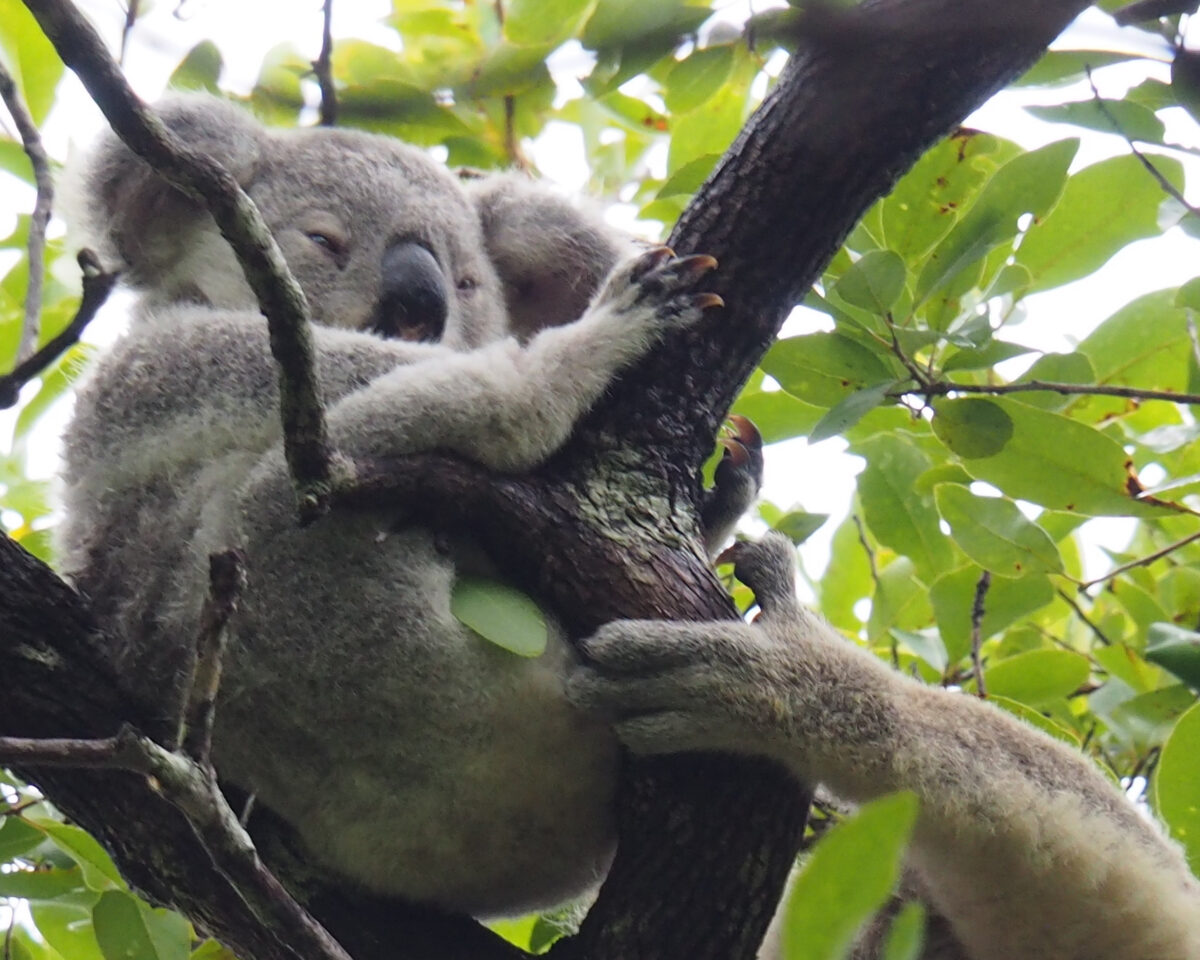 2 Koala Magnetic Island Jutzim 2026 v2 Michu