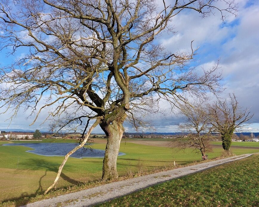 20240103 144711 Eichen und Hochwasser im Weiher