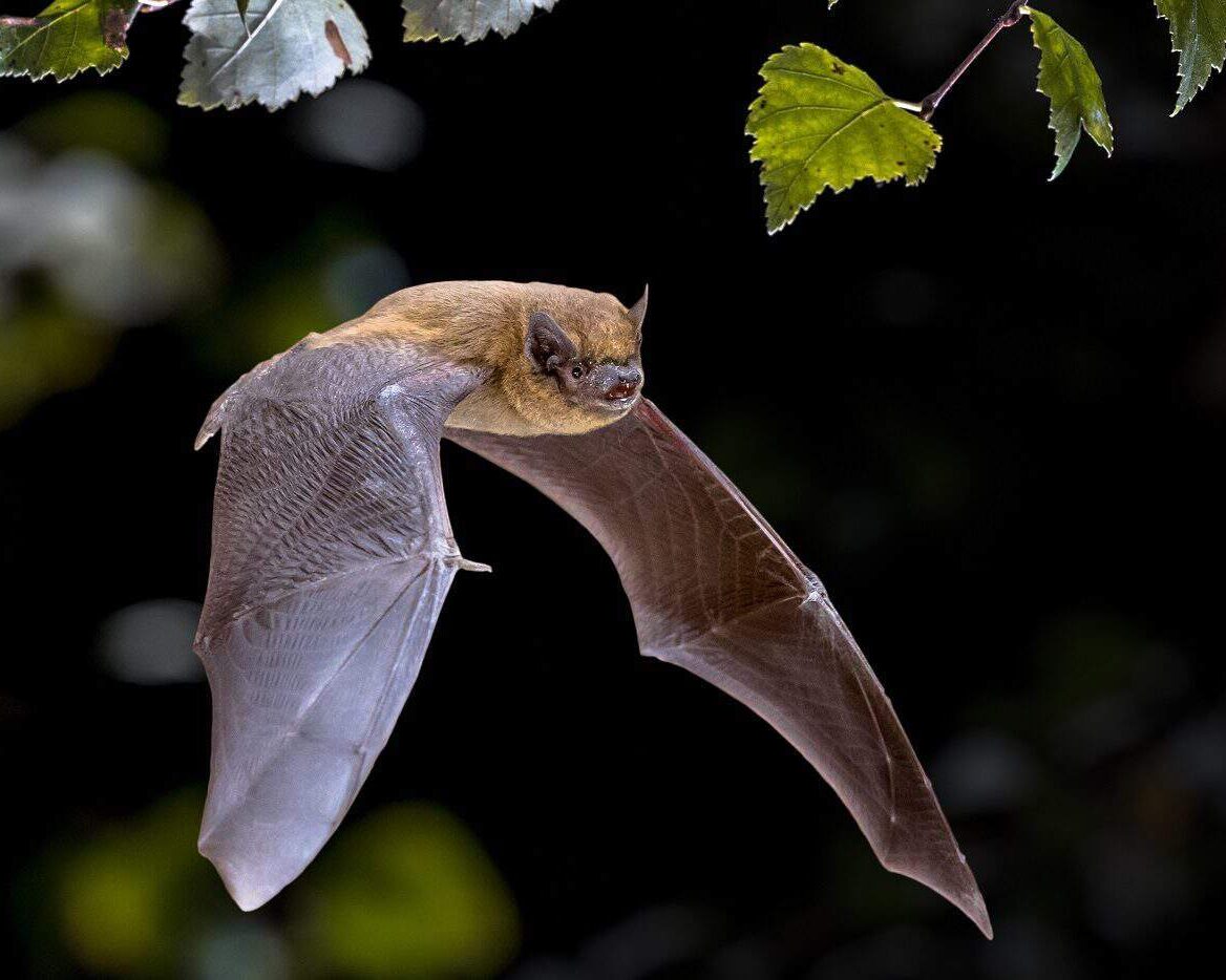 Fledermaus fliegt 1 e1678470418381