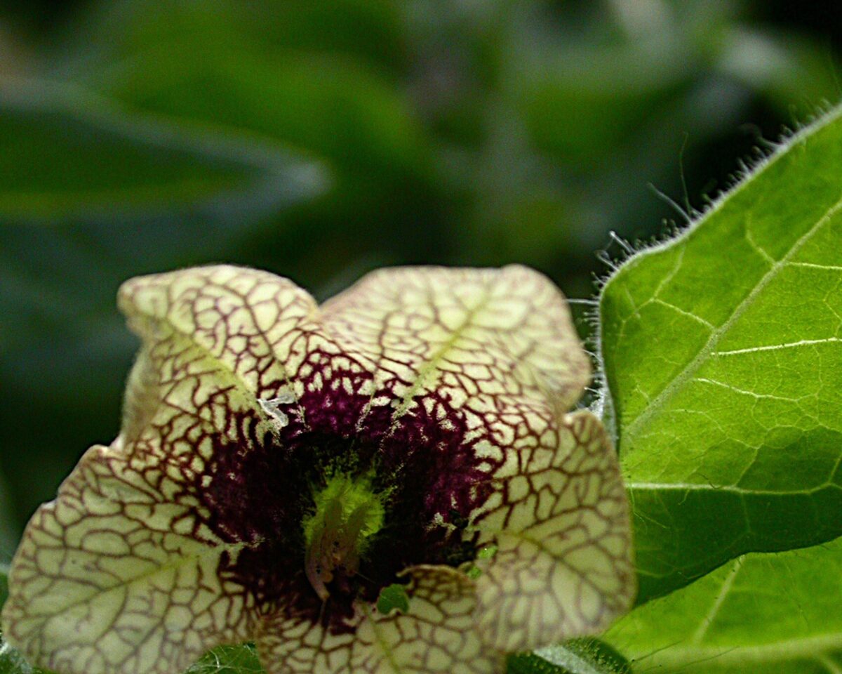 Hyosciamus niger1