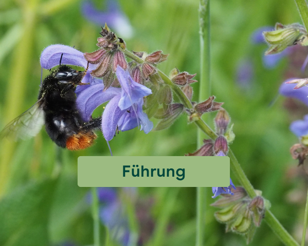 Biodiversitätsführung