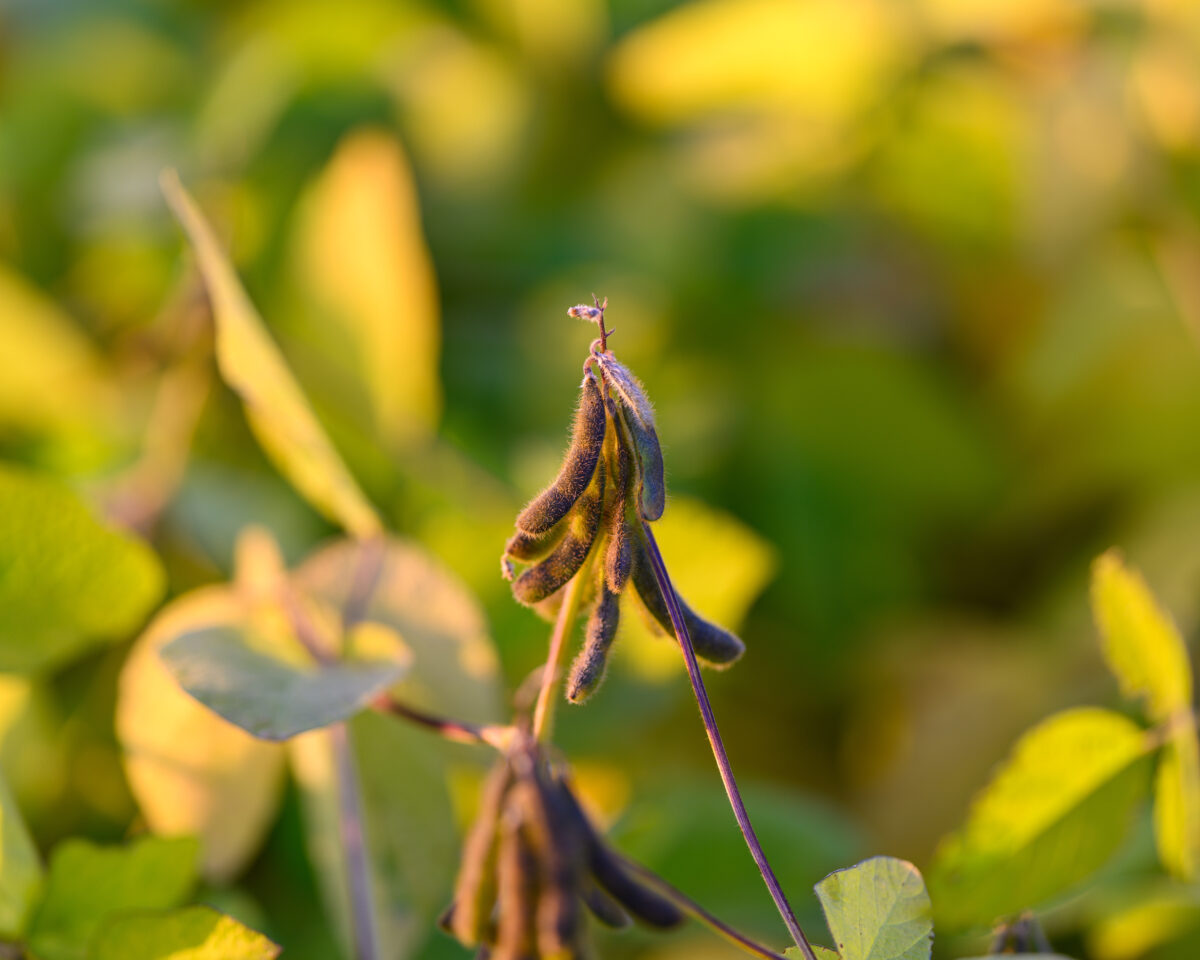 Adobe Stock 1818067609