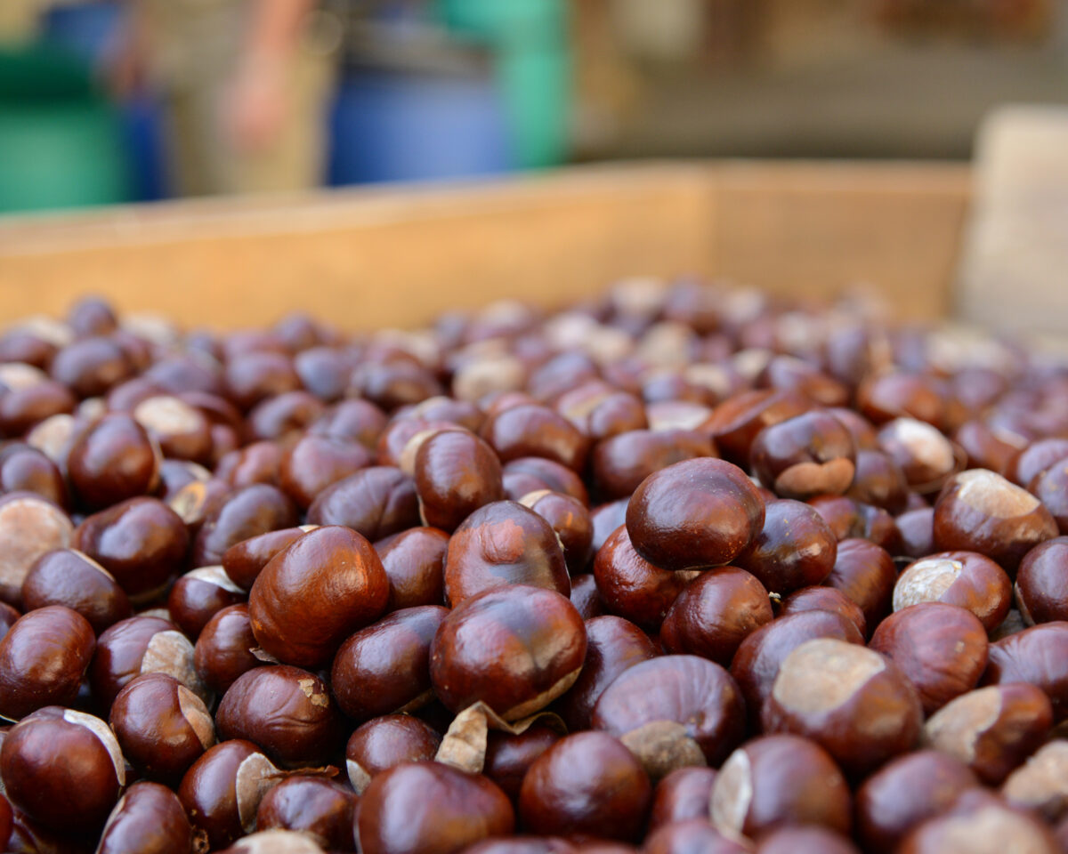 Chegele Sammlung klein