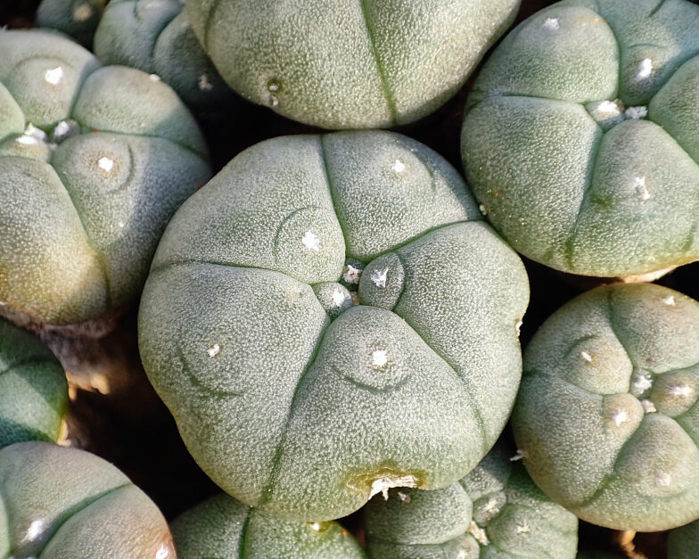 10 Lophophora williamsii 784 784px