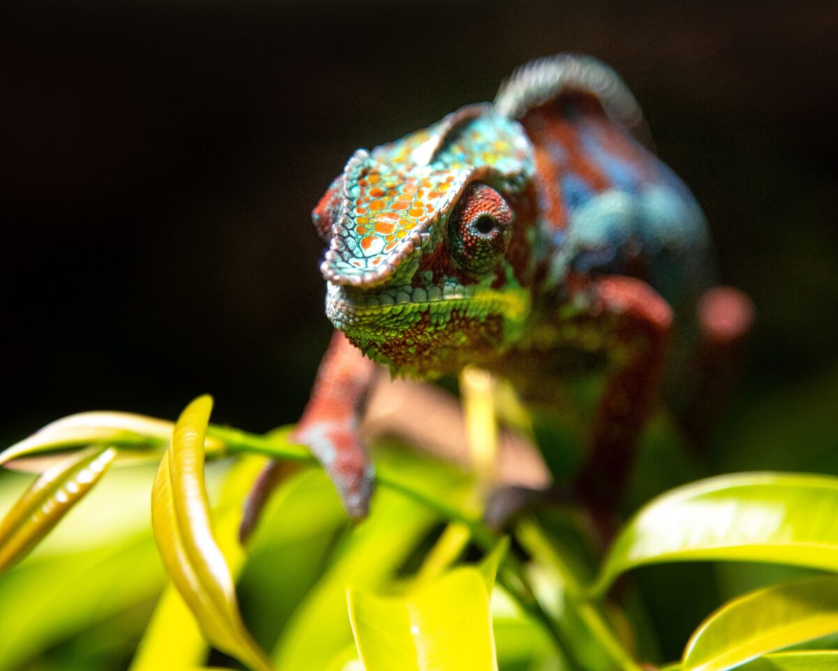 Senorinnen und Senoren Chamäleon Jan 2023 Foto Slezak 6222