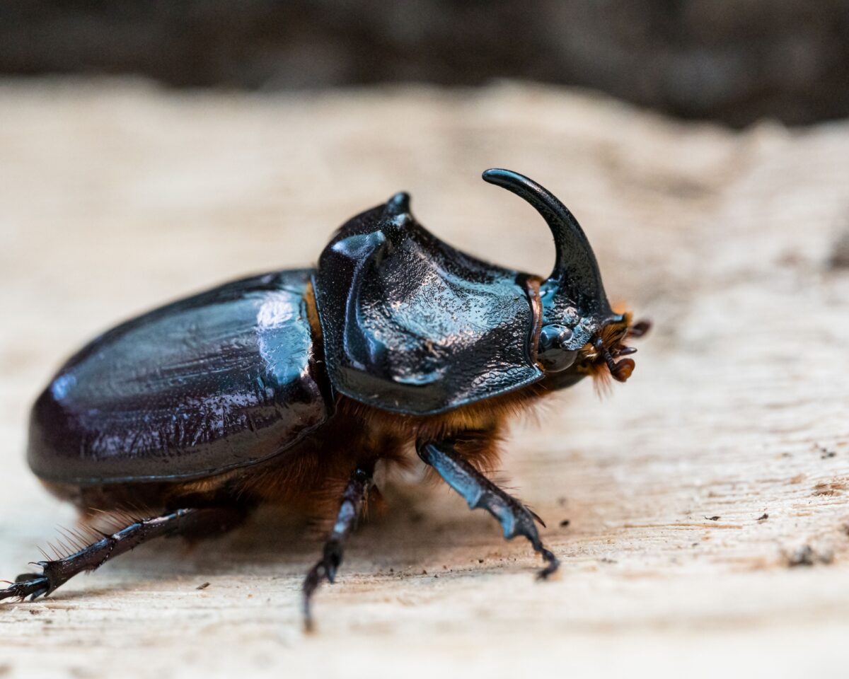 Nashornkaefer T4 A7036 klein