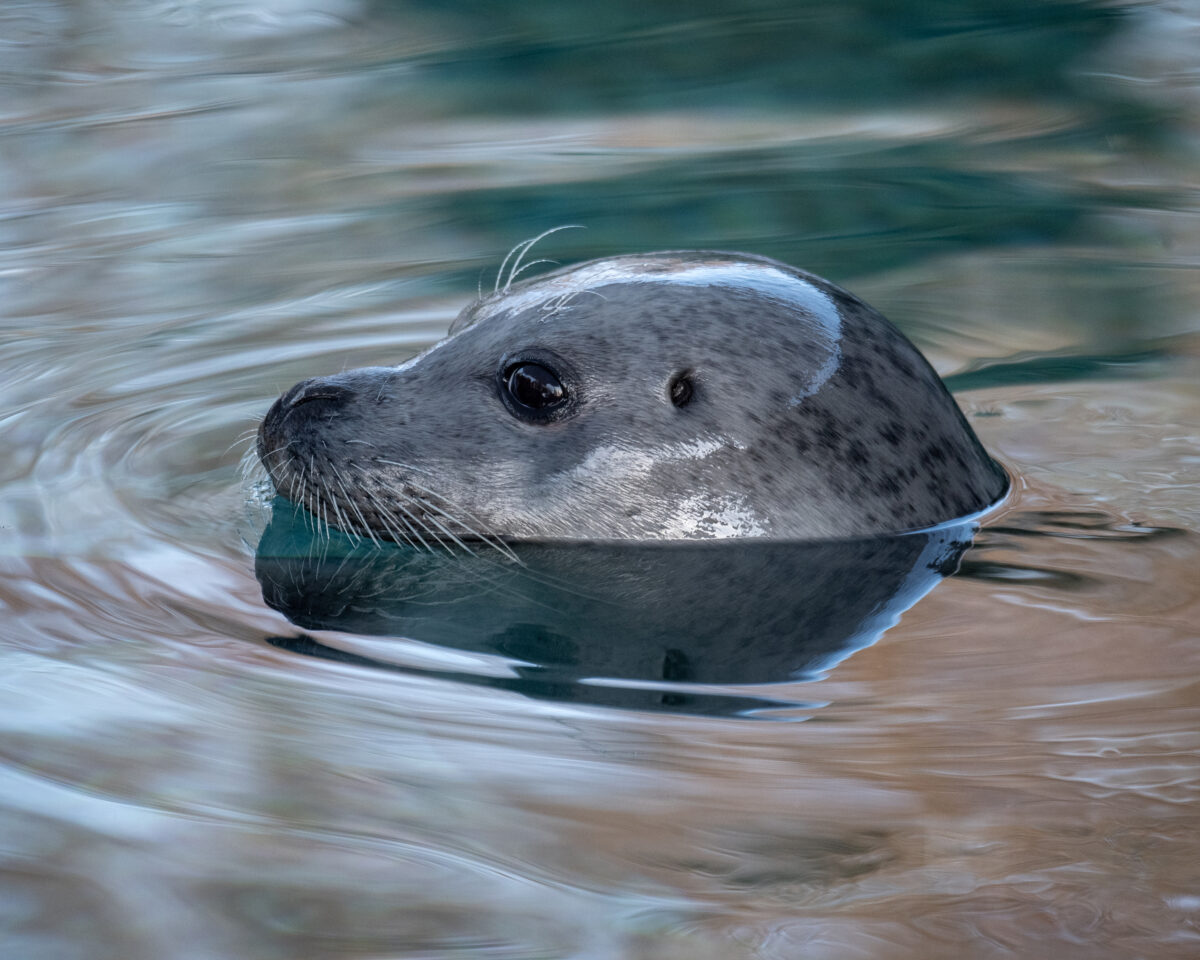 Die Seehunde im Dählhölzli Foto Slezak 4109