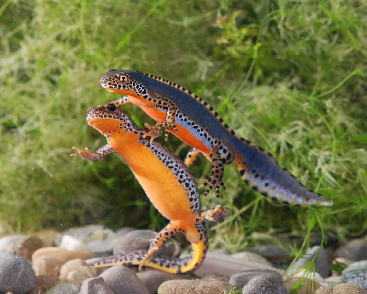 Die Welt der einheimischen Amphibien und Reptlien