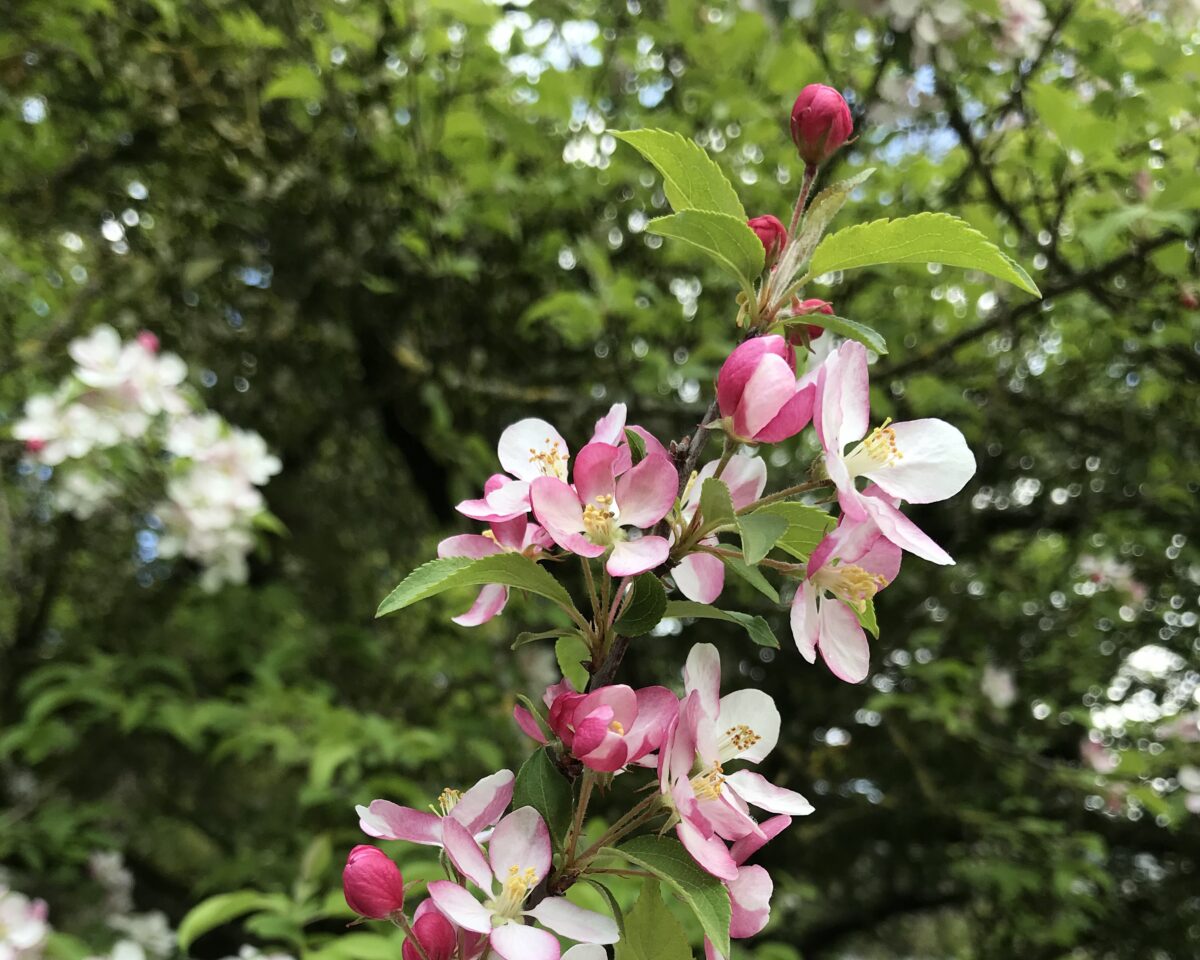 8 Rosengewächse Olivia