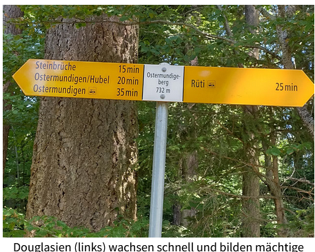 Bild Douglasie