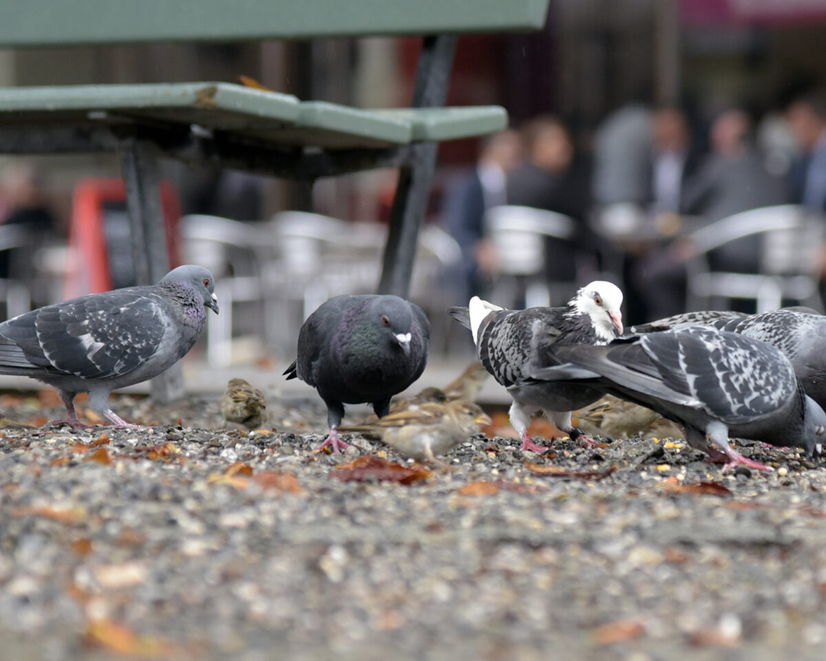 Taubenführung Tauben am Hirschengraben Foto Slezak 2163