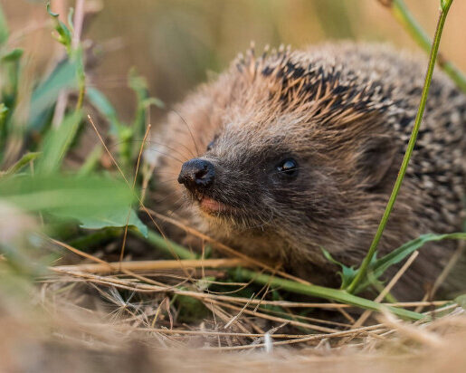 Igel cr wolfgang hock detail big