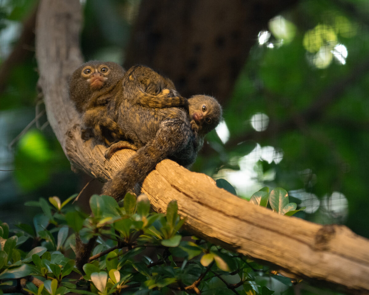 Übernachtung gross klein Foto Slezak 3457