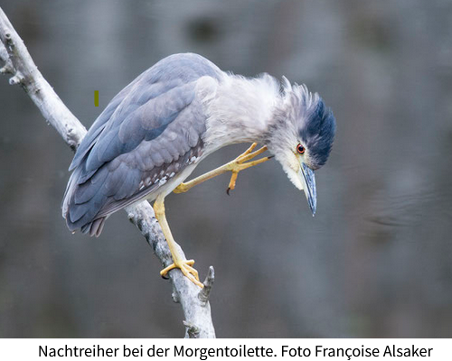 Bild Nachtreiher bei der Morgentoilette