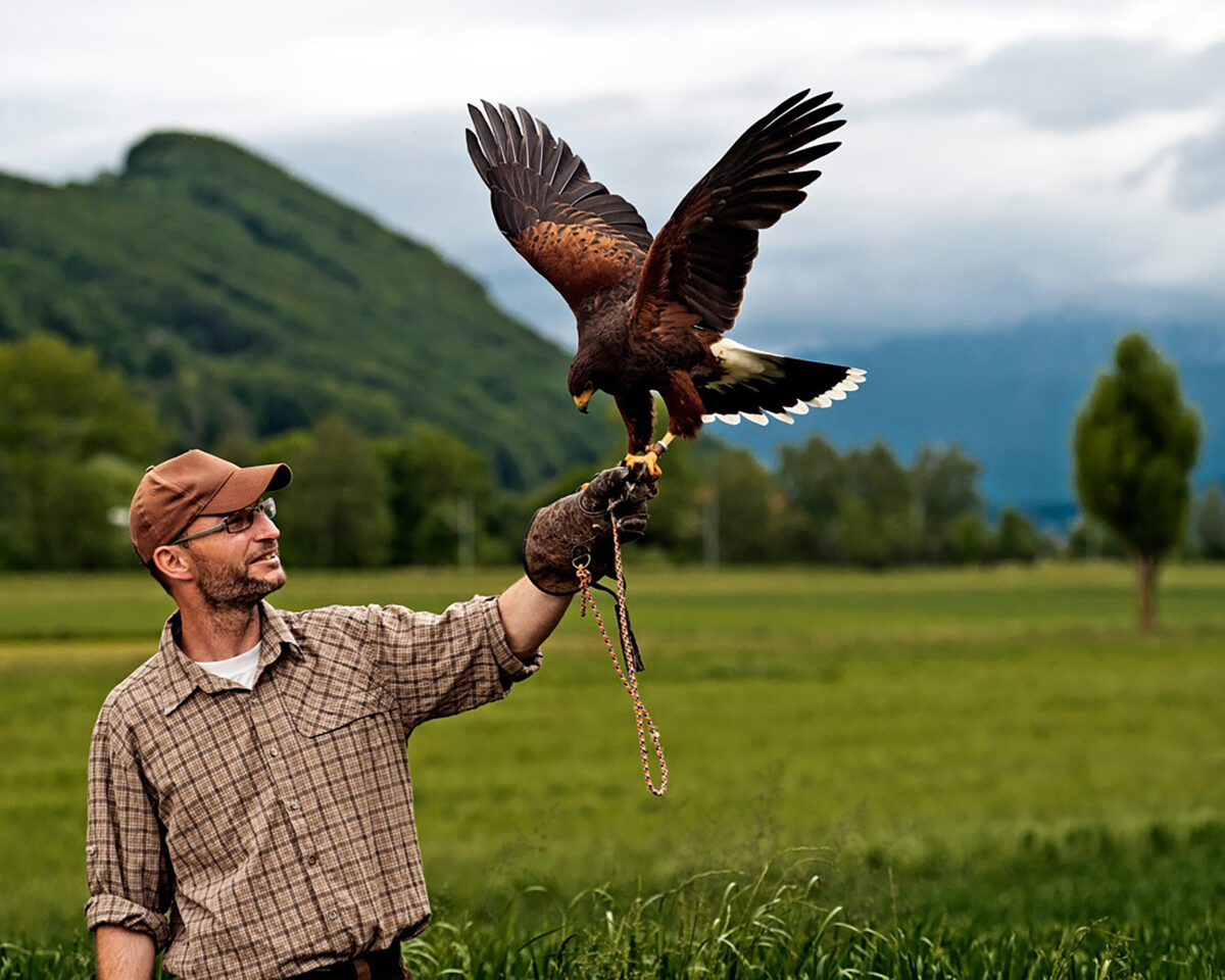Falkner zu Besuch Stefan
