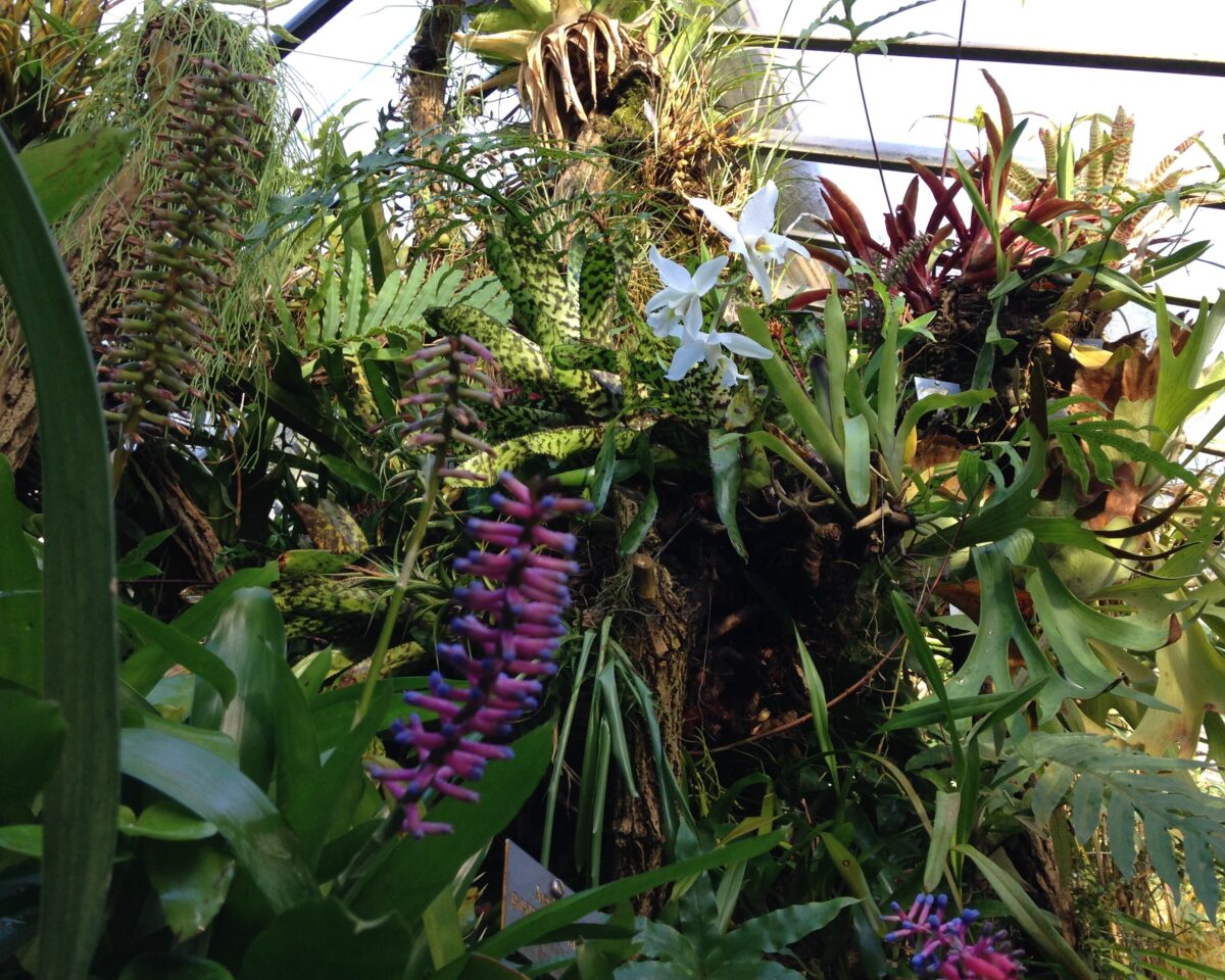 Orchideen Bo Ga Bern IMG 5722 2