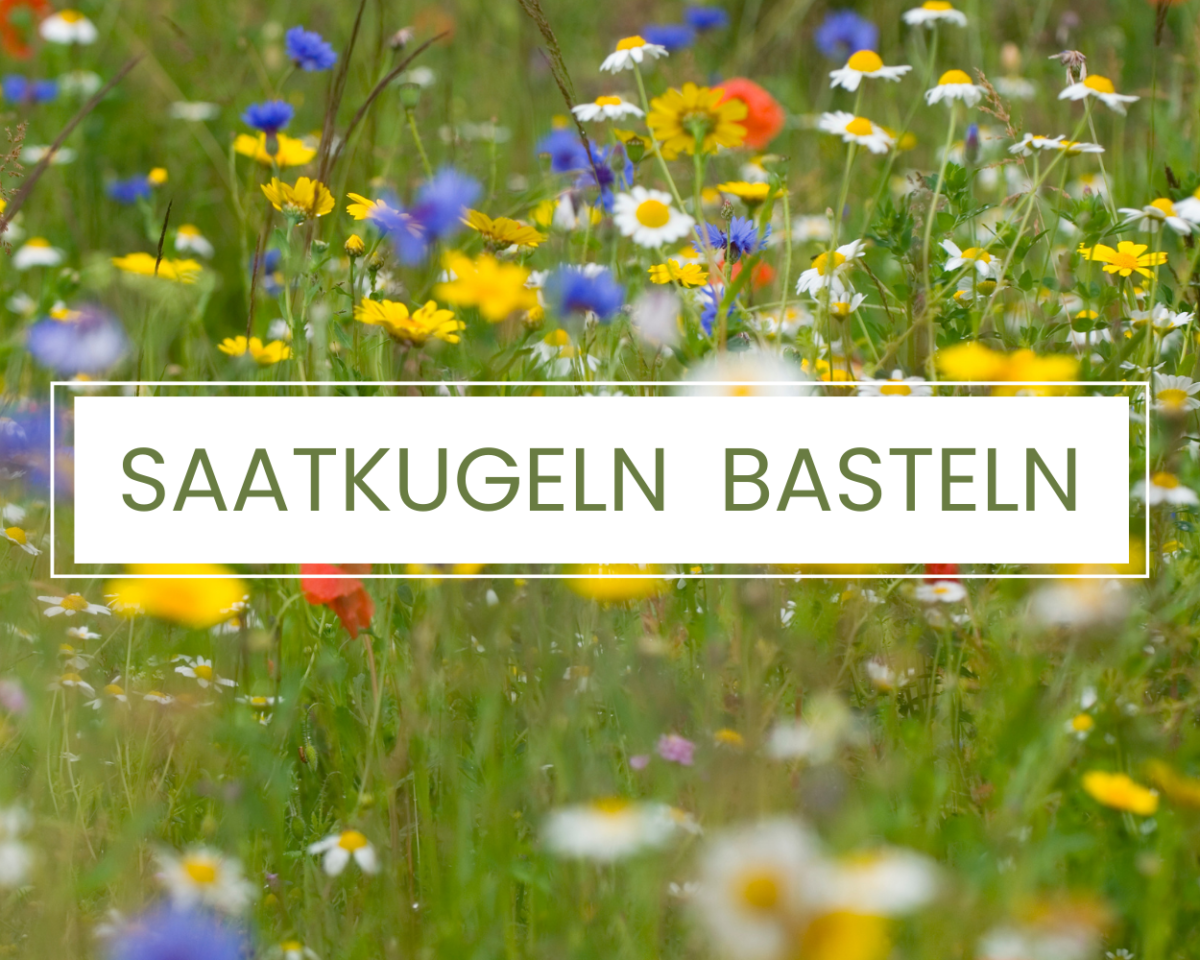 Saatkugeln Banner
