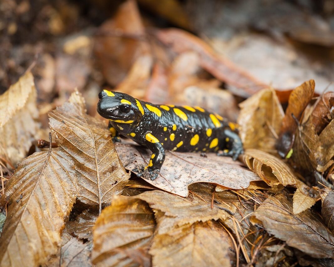Feuersalamander Laub pix