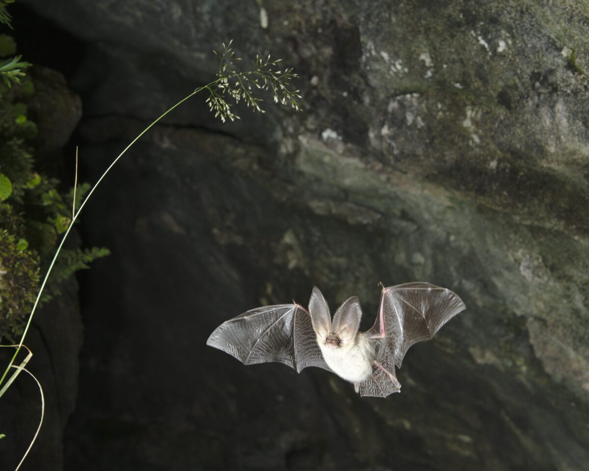 Copyright Emmanuel Rey Fledermaus