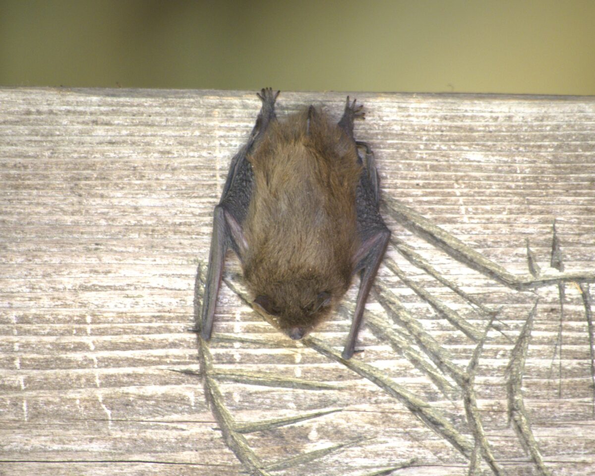 Rauhautfledermaus 00 L Ba