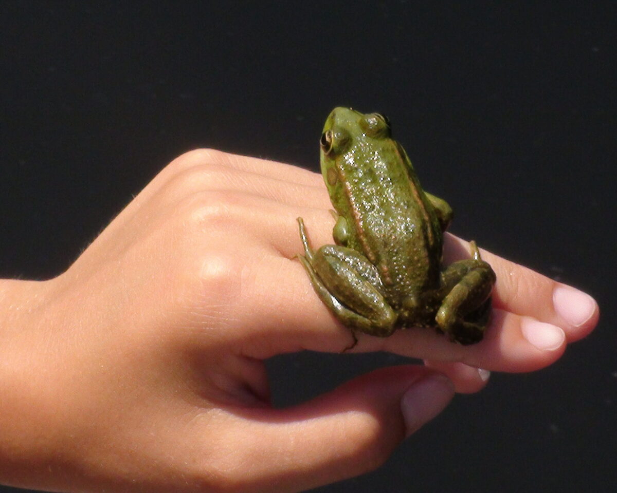 Frosch auf Hand