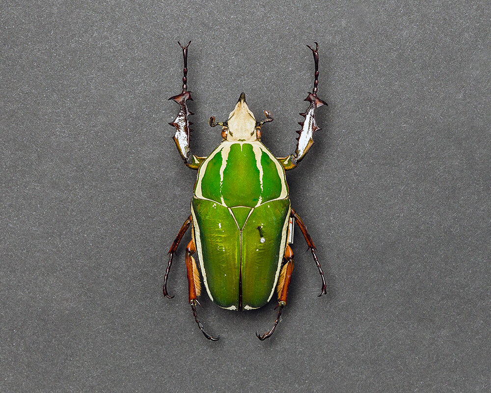 NMBE Wirbellose Mecynorrhina torquata 218000