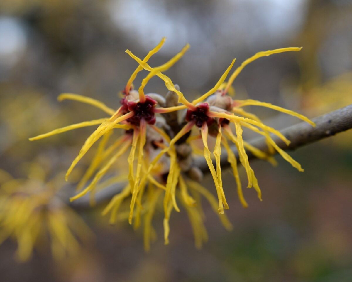 10 Hexenpflanzen Giovina