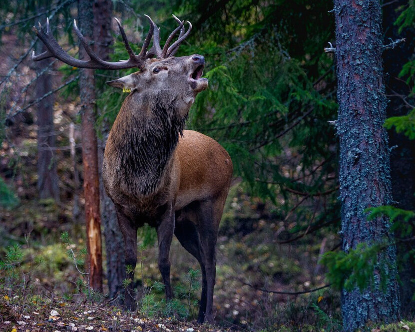 Hirschstier pix