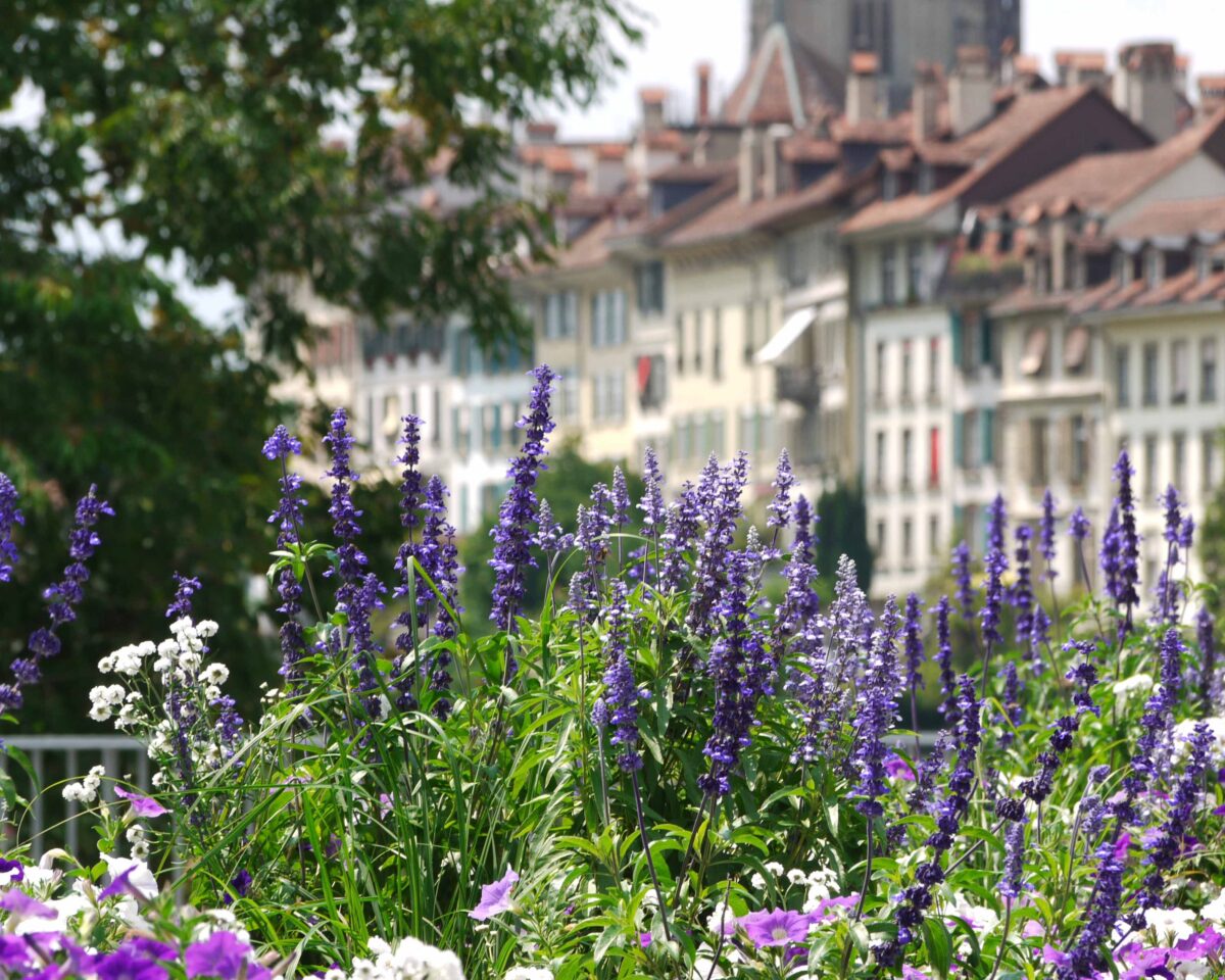 2011 Blumenschalen Altstadt 09