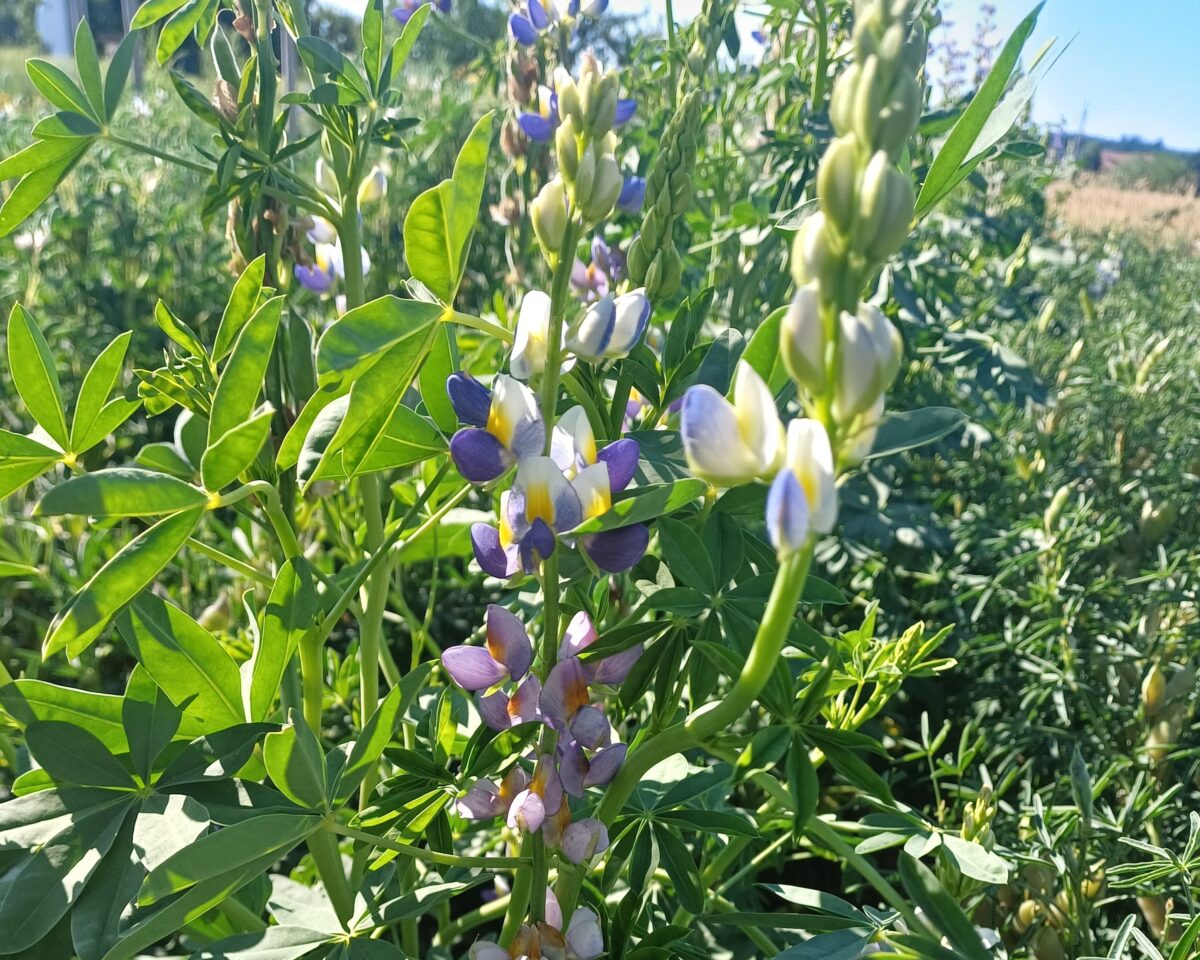 Lupine Hülsenfrucht Weltacker BENO 11 07 25