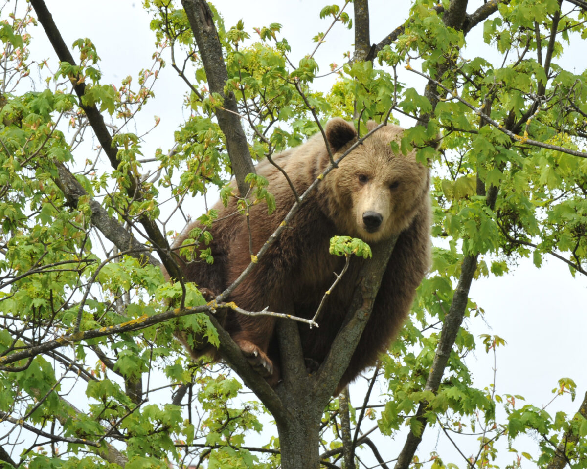 Bär im Bären Park BP Sc P 2016 3