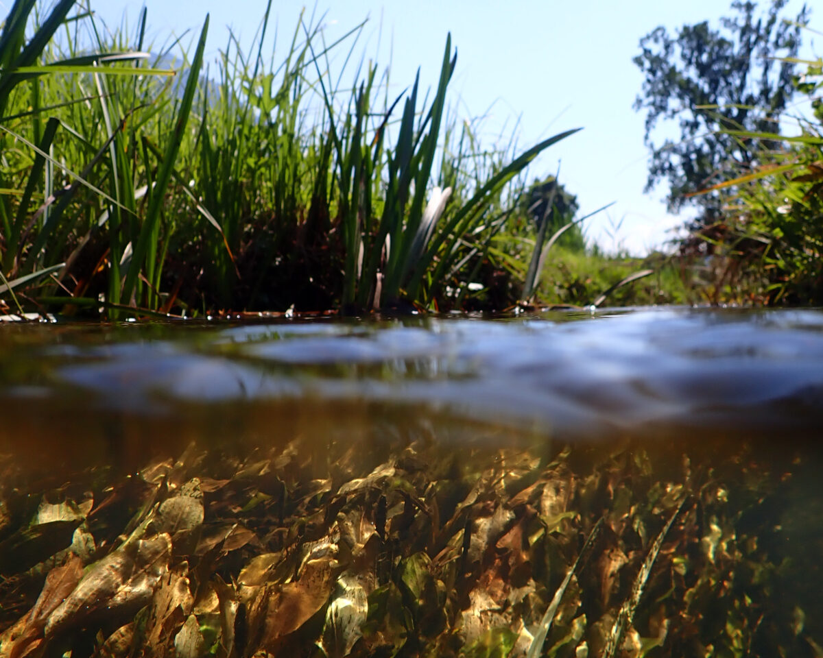 Unterwasserwelt zugeschnitten
