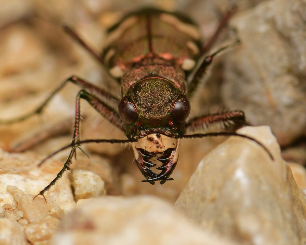 Dünen Sandlaufkäfer Weissenstein SO Autor Insects and stories Gmb H klein