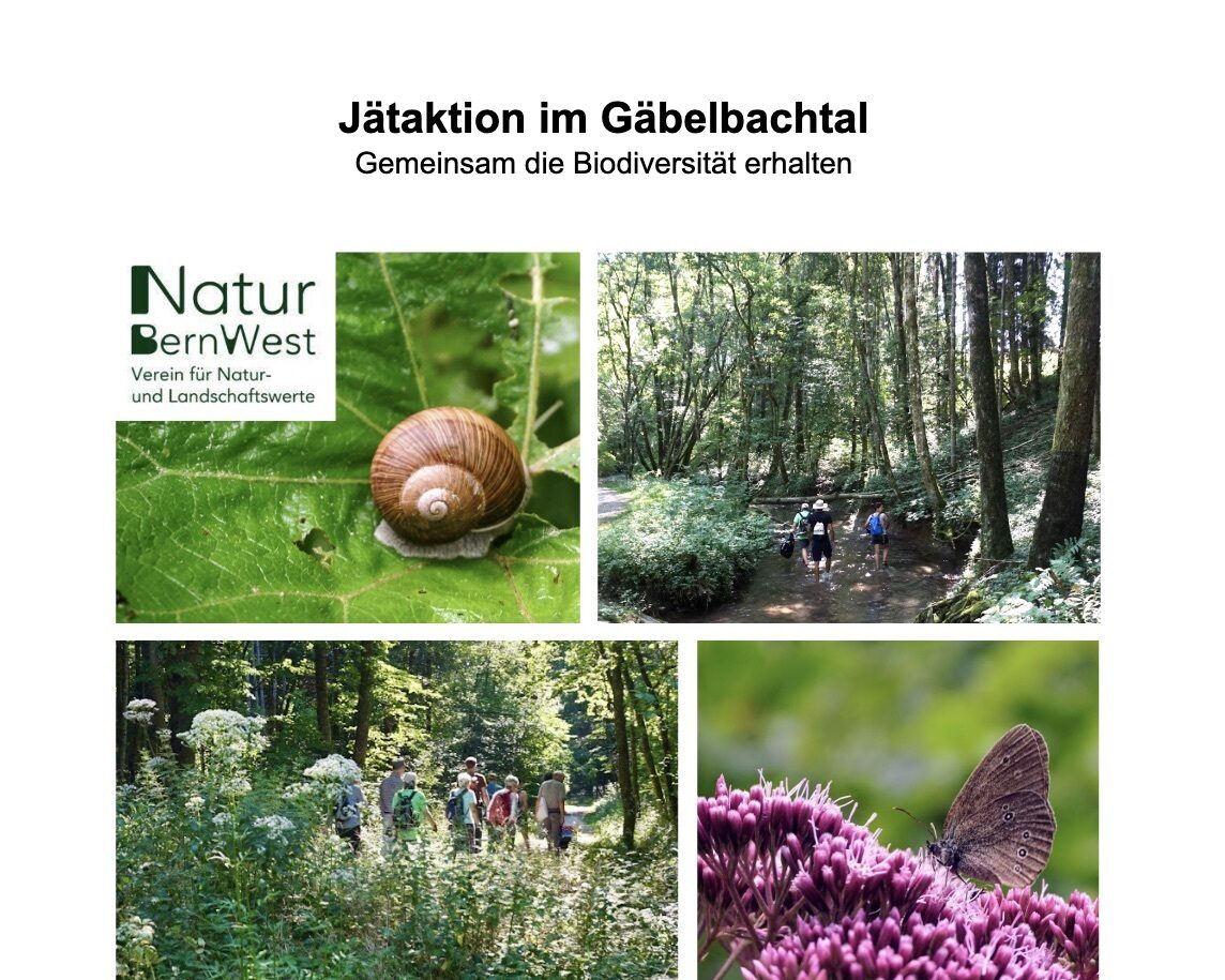 Jäten gäbelbach SM