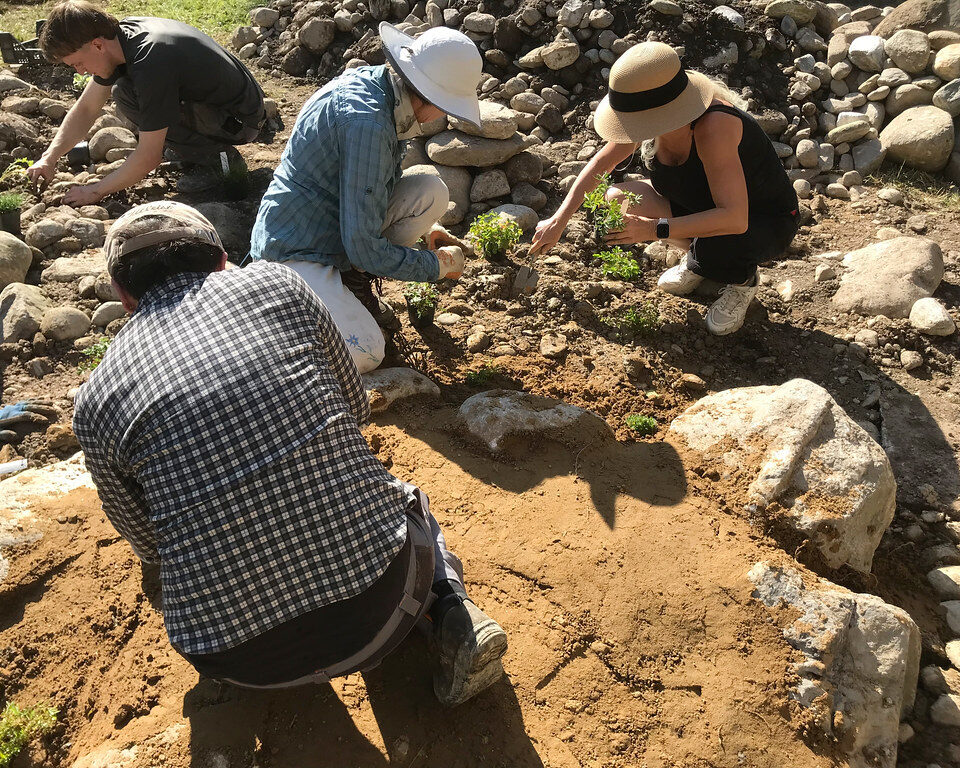 27626 Foto Wildbienen