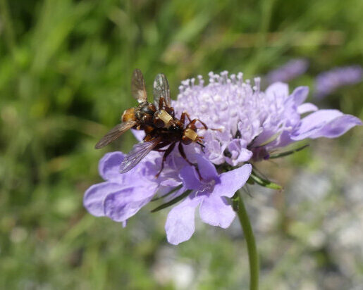 Blasenfliege paar detail big