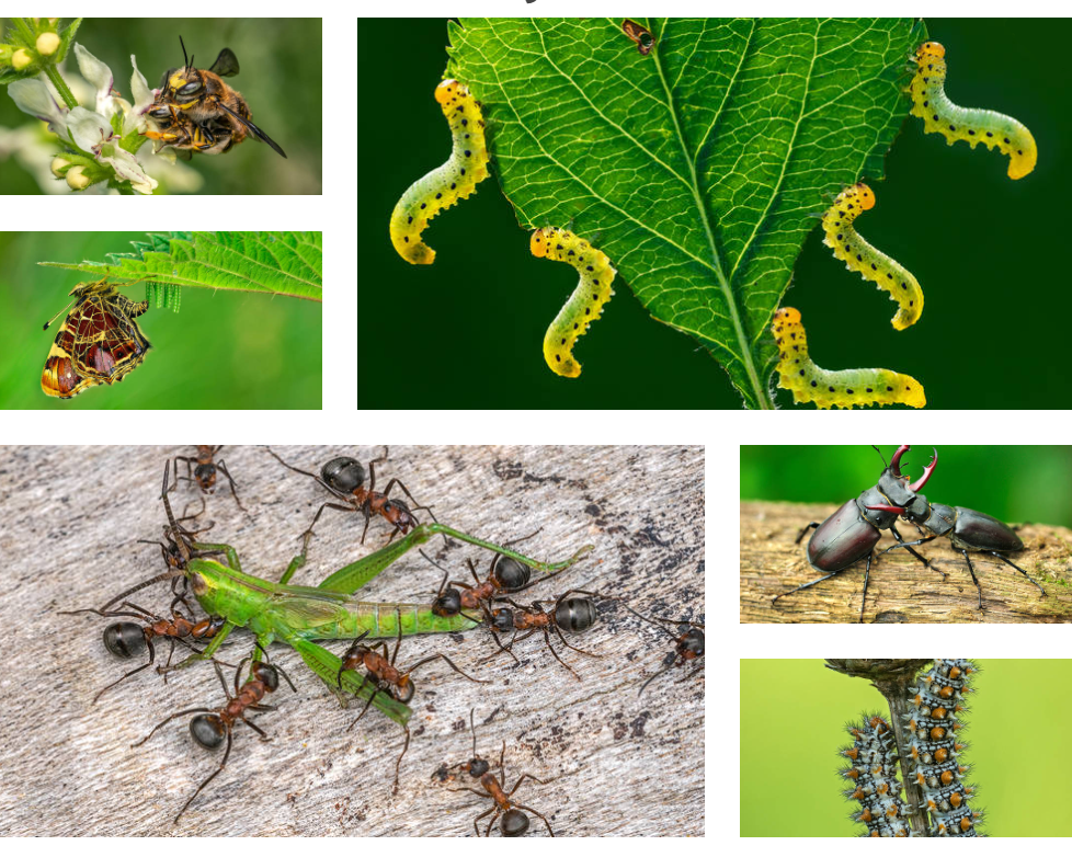 2026 Insekten basteln Thomas Marent JUNA