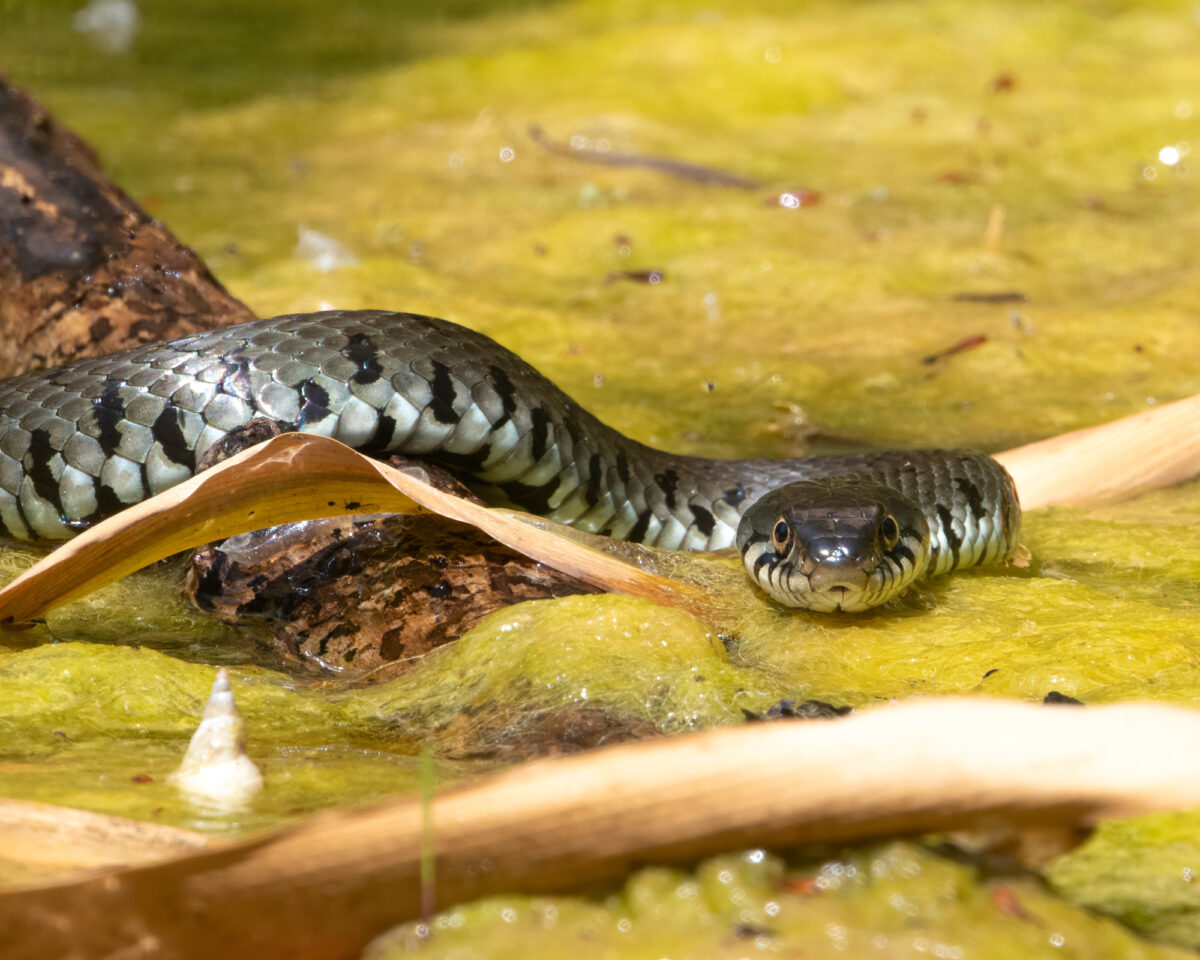 C1 001 Barrenringelnatter Natrix natrix helvetica c Lorenz Heer SAI