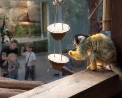 Totenkopfaffe Fuetterung Foto Slezak 0632 klein 300x200