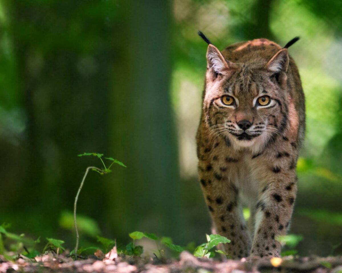 Luchs4