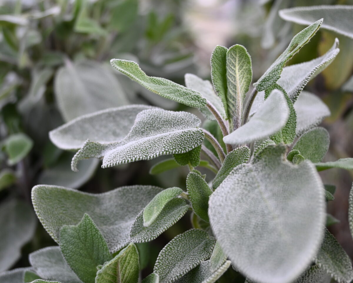 Salbei im Detail Langenthal sti1 27 3 25